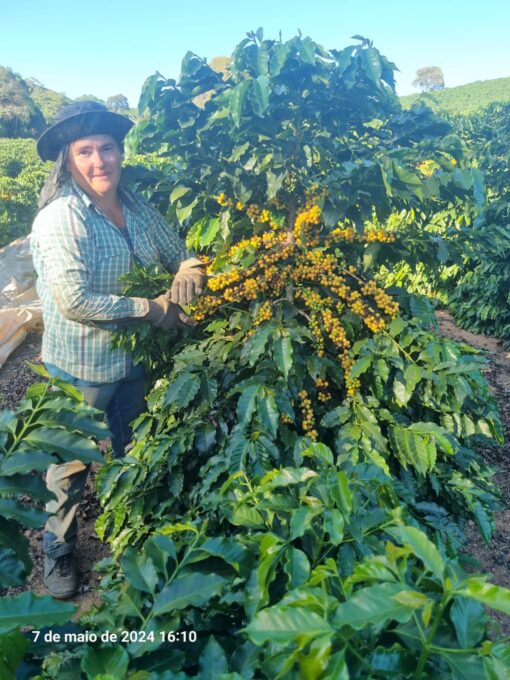 Bean of the month - Brazil Sitio Agua Limpa - Image 8