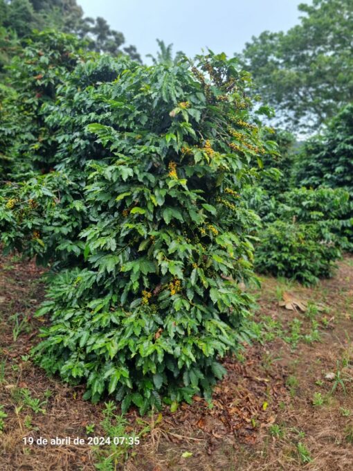 Bean of the month - Brazil Sitio Agua Limpa - Image 6