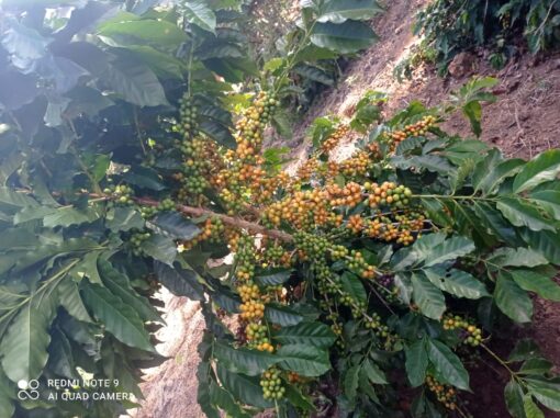 Bean of the month - Brazil Sitio Agua Limpa - Image 5