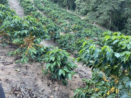 Bean of the month - Brazil Sitio Agua Limpa - Image 3